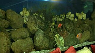 Isabel Stern Takes Beef Bayonet Deep In Doggy