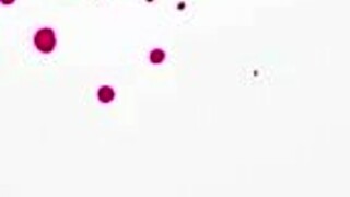 Bubble butt college girl rides fat natural tits quickie sex